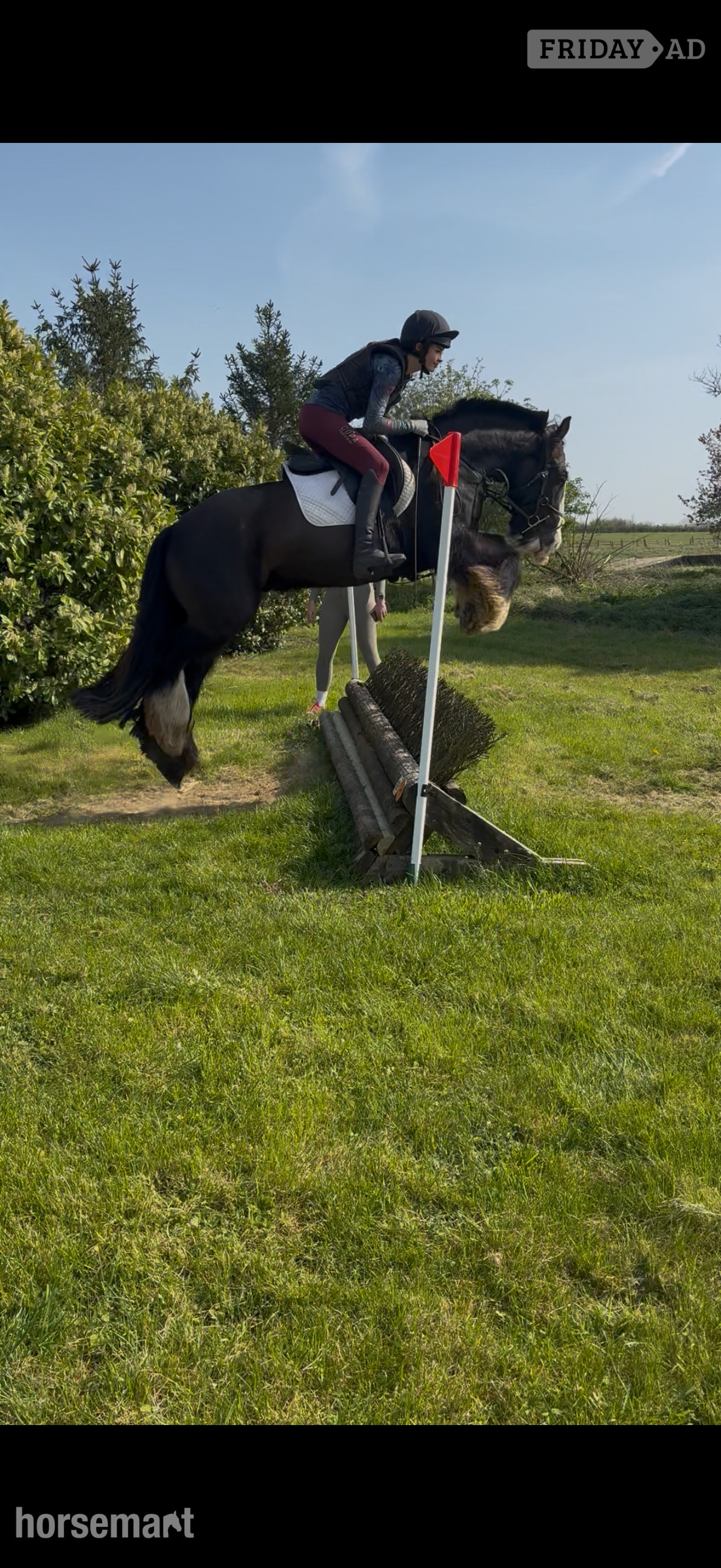 "Viking" Black Gelding All Rounder