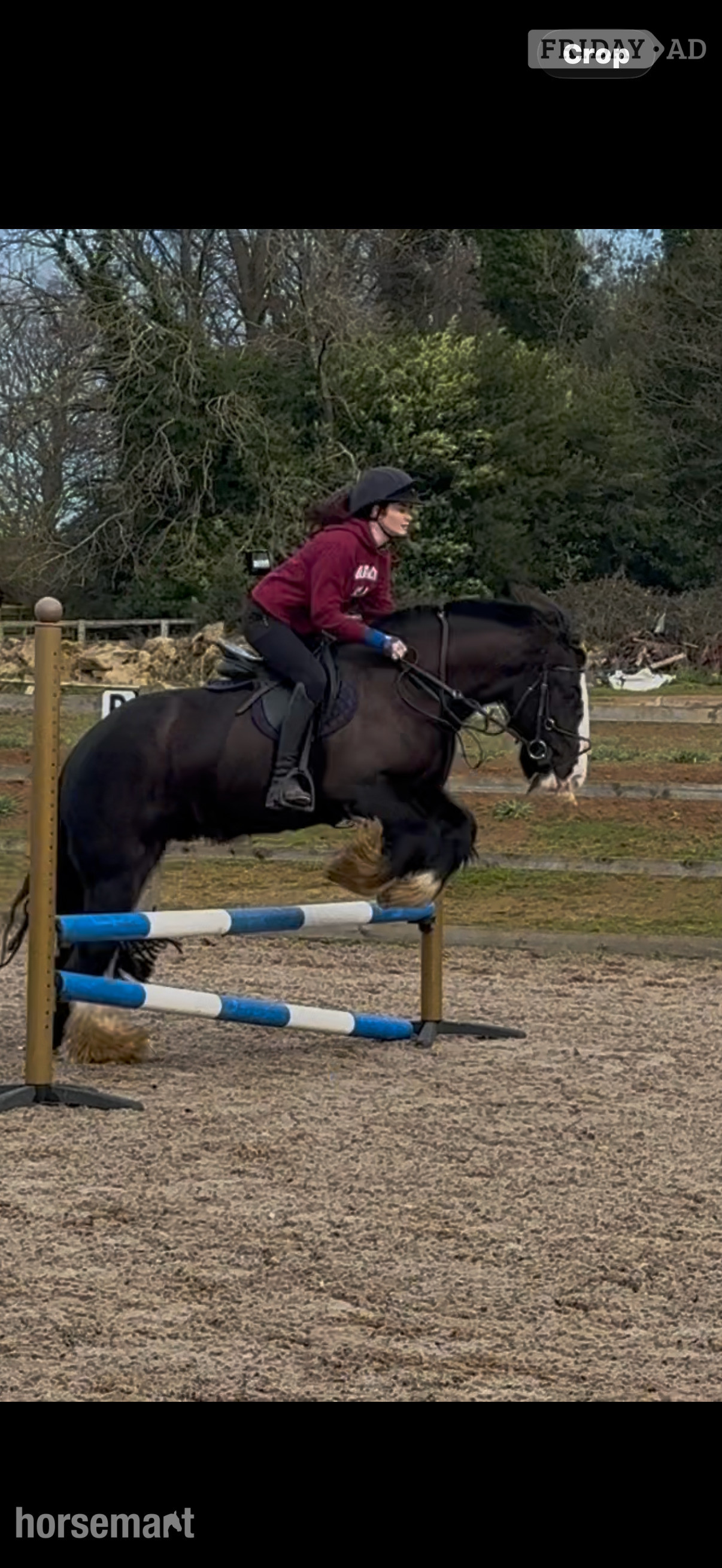 Little Brickhill "Viking" Black Gelding All Rounder