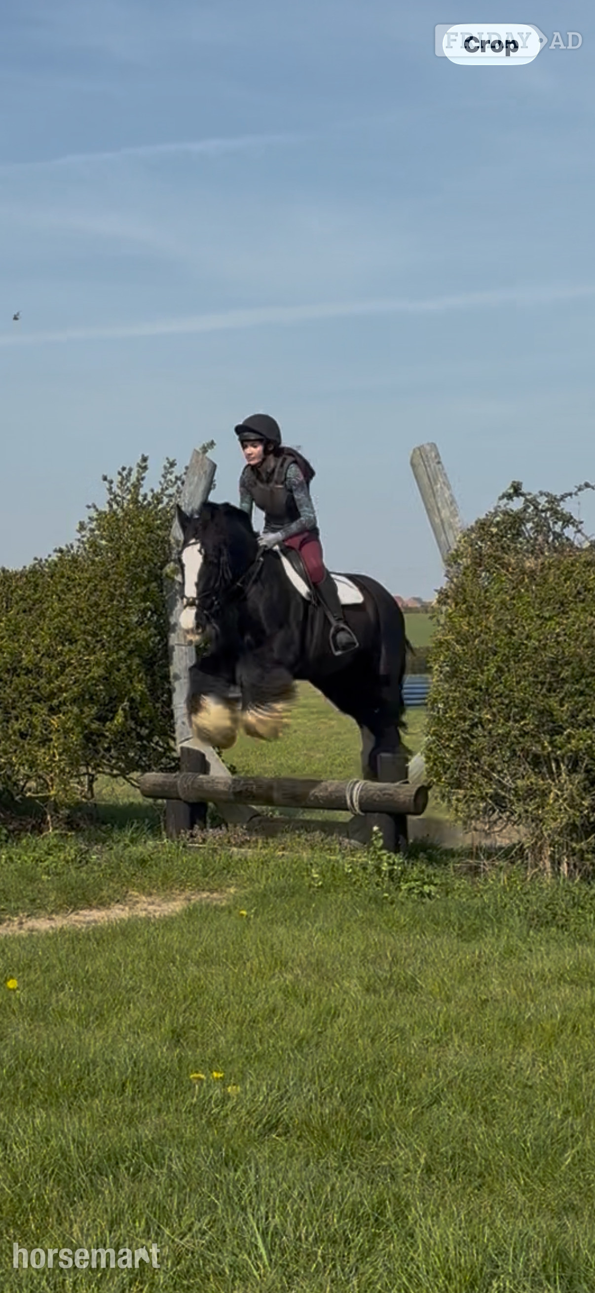 "Viking" Black Gelding All Rounder - Horses in Little Brickhill