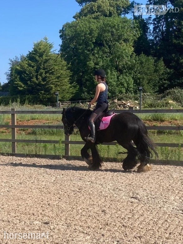"Viking" Black Gelding All Rounder - Horses