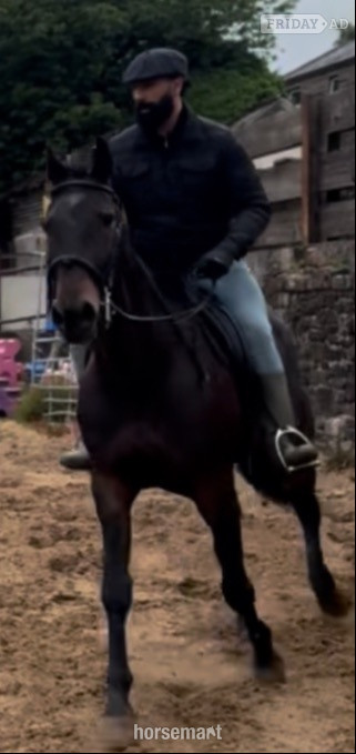 "Lakeside ronaldo “Happy Hacker”" Bay Gelding All Rounder
