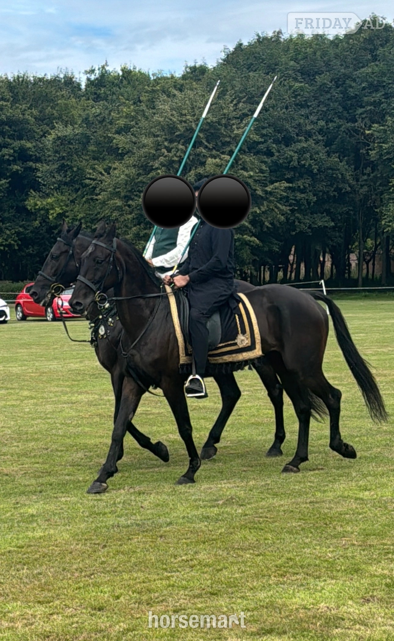 "Lakeside ronaldo “Happy Hacker”" Bay Gelding All Rounder - Horses in Oswaldtwistle