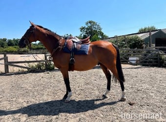 "Roy " Bay Gelding All Rounder