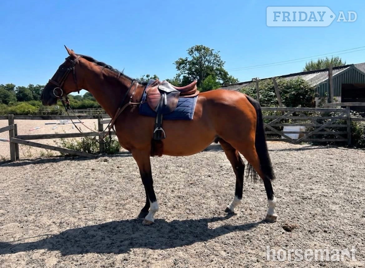 "Roy " Bay Gelding All Rounder in Storrington