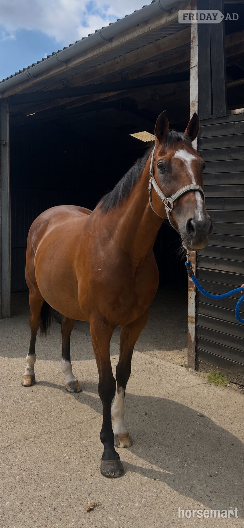 "Roy " Bay Gelding All Rounder