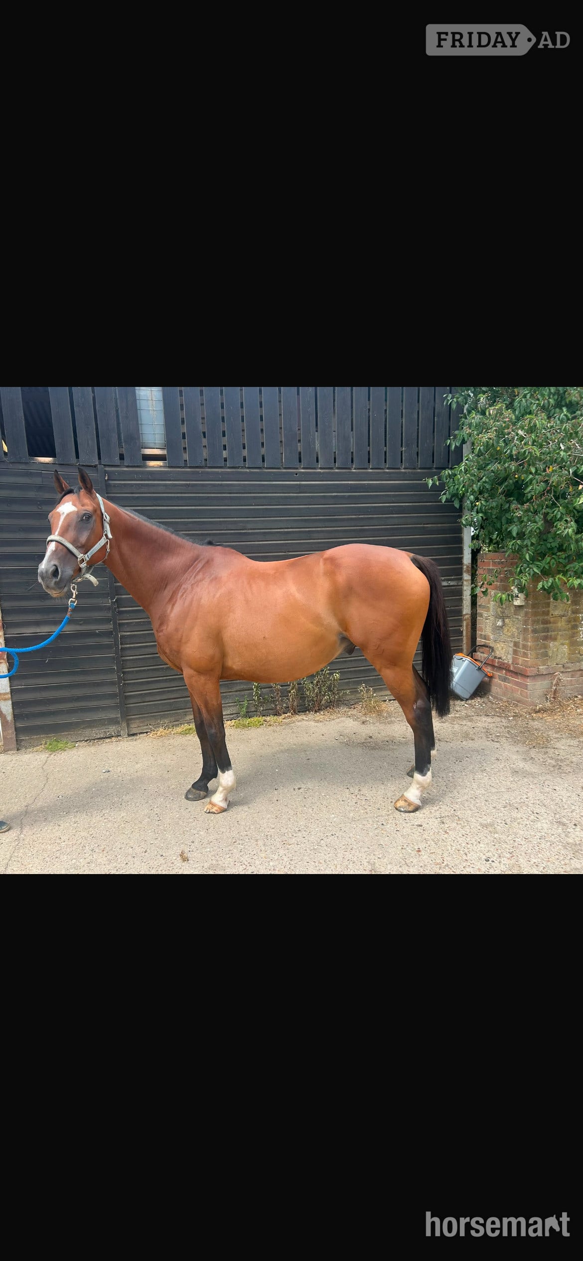 Storrington "Roy " Bay Gelding All Rounder