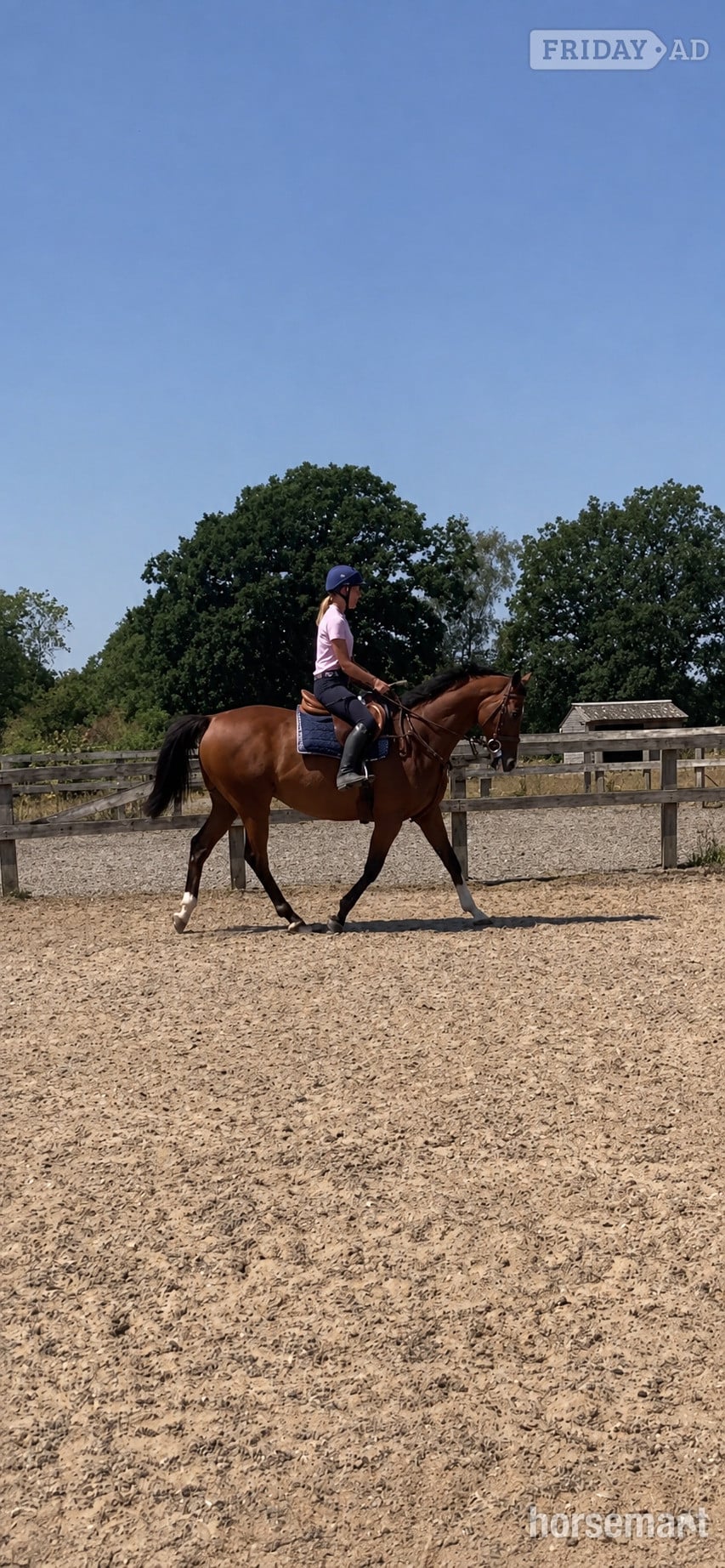 "Roy " Bay Gelding All Rounder - Horses in Storrington