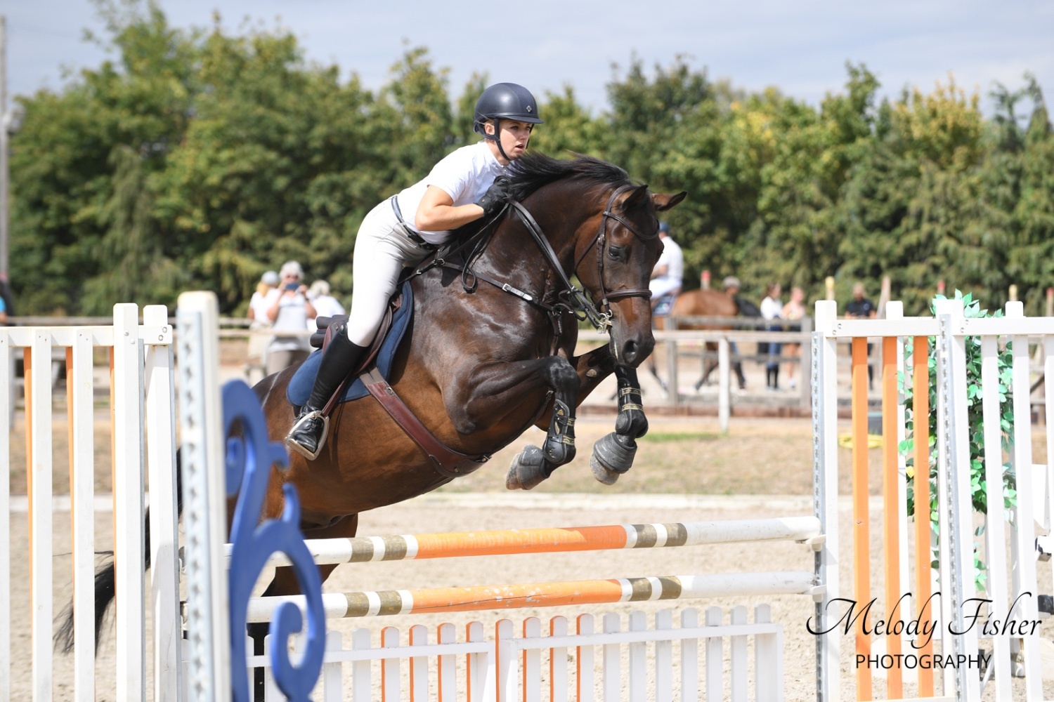 "Striking" Bay Gelding Show Jumper