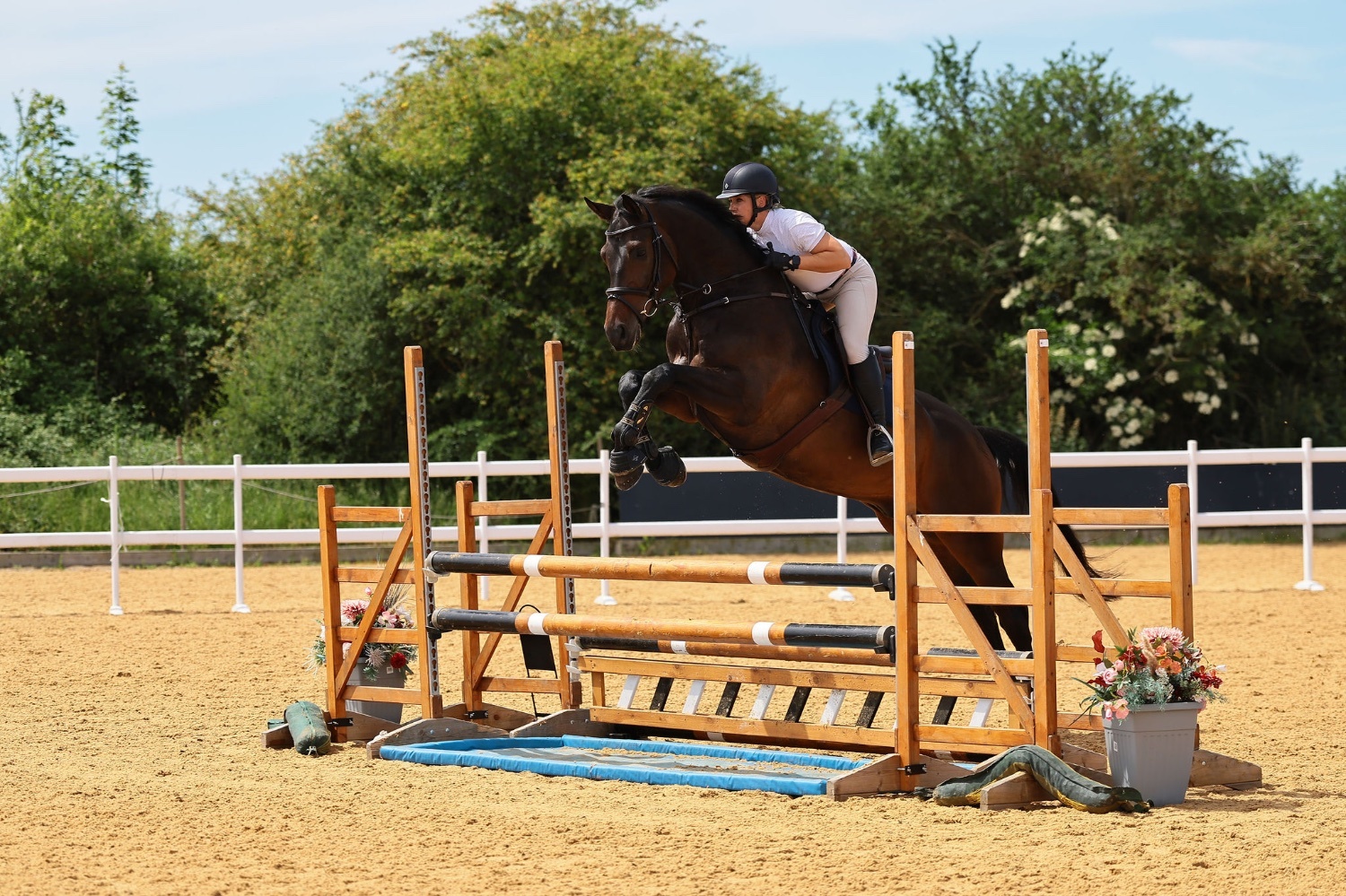 Bunwell "Striking" Bay Gelding Show Jumper
