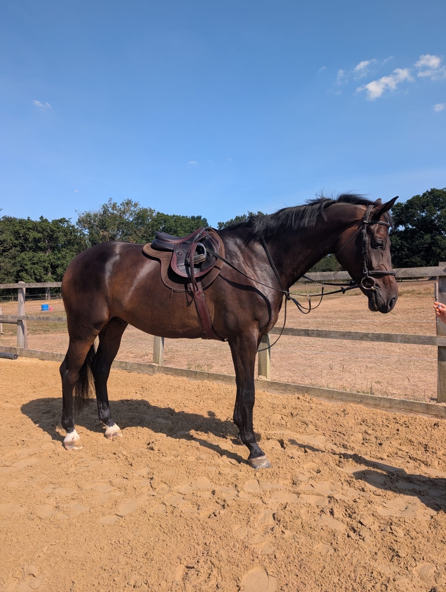 "Striking" Bay Gelding Show Jumper - Horses in Bunwell