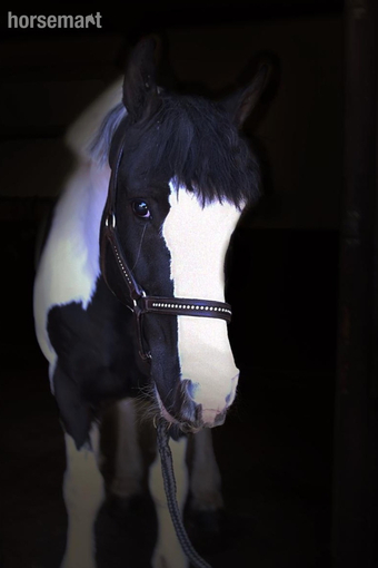 "Dan the man" Piebald Gelding All Rounder