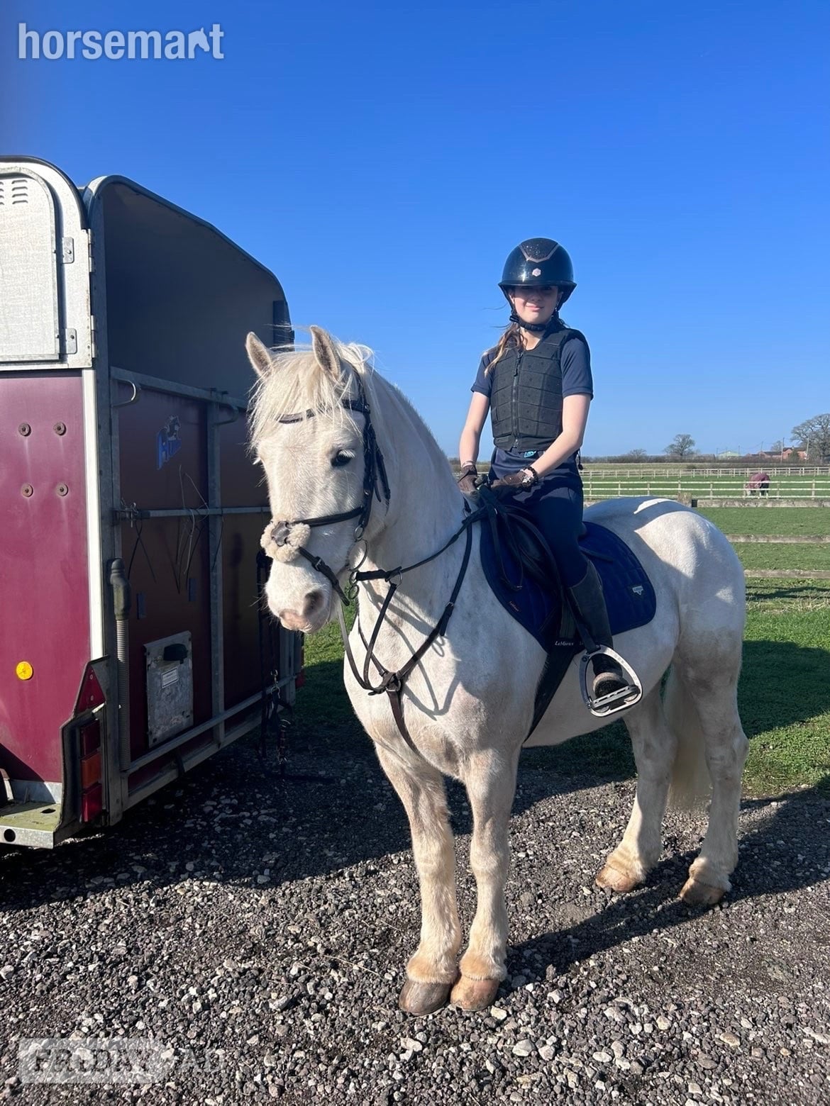 "POPCORN"  Gelding All Rounder in Derby