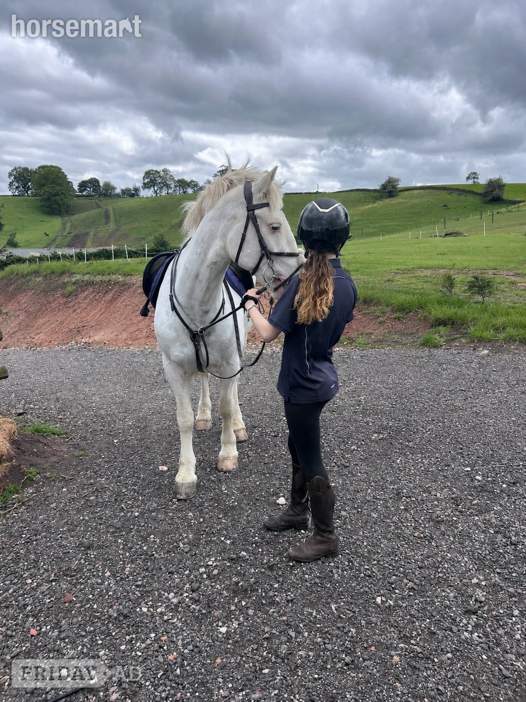 Derby "POPCORN"  Gelding All Rounder
