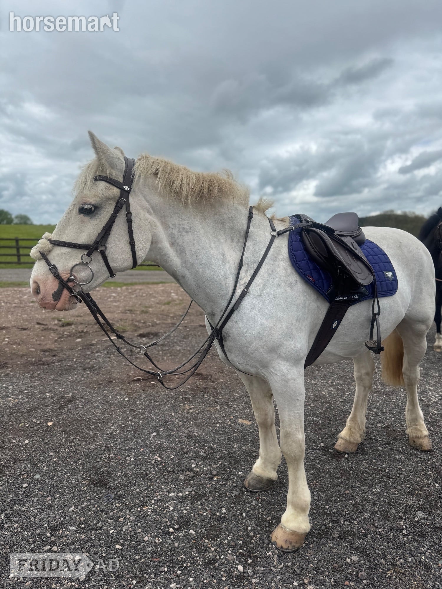 "POPCORN"  Gelding All Rounder - Horses in Derby