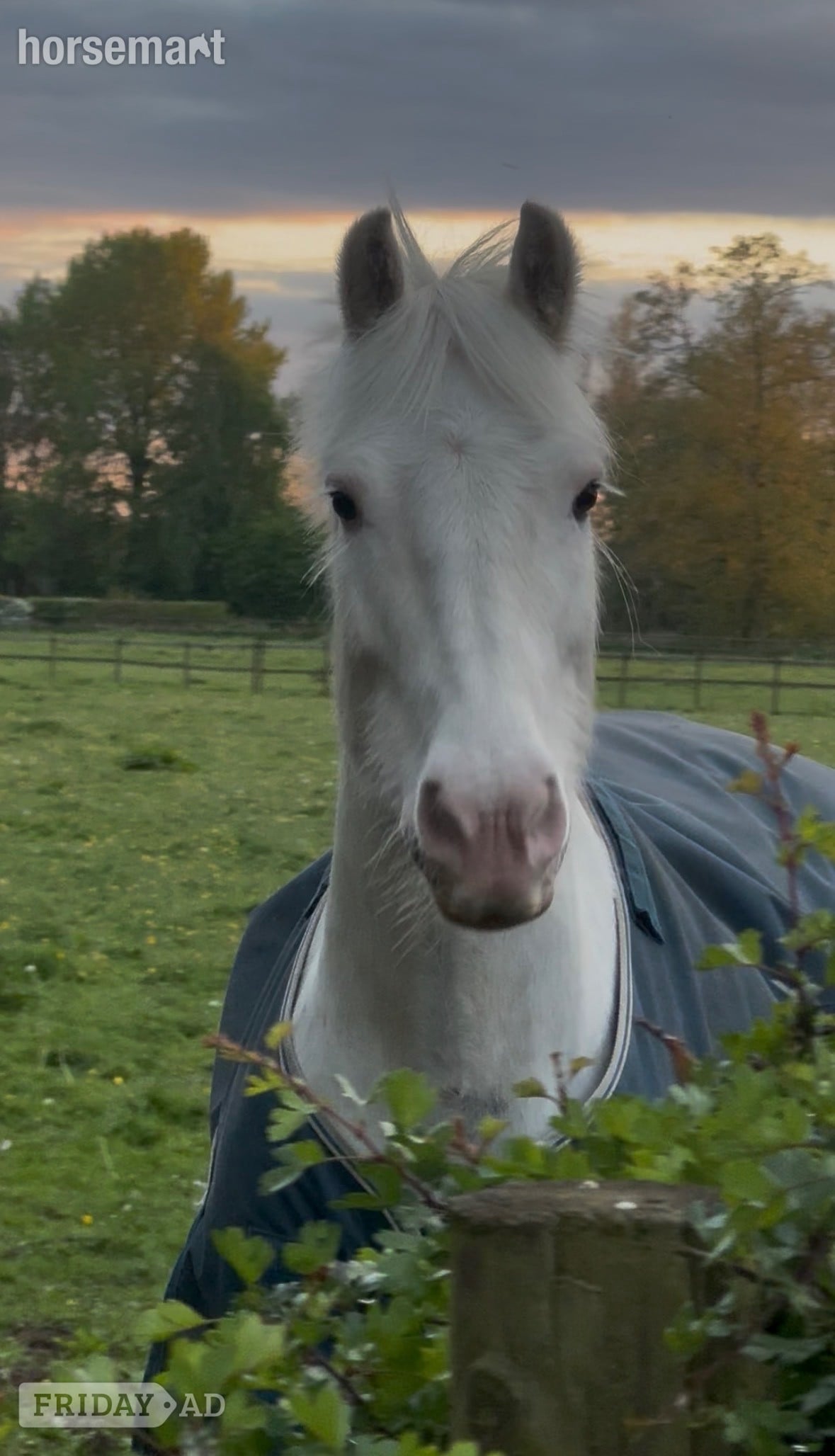 "POPCORN"  Gelding All Rounder - Horses
