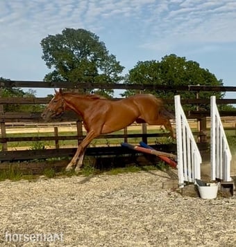 "Sarah" Chestnut Mare Young Sport Horse