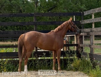 "Sarah" Chestnut Mare Young Sport Horse