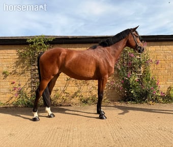 "ANNE BONNY" Bay Mare Show Jumper