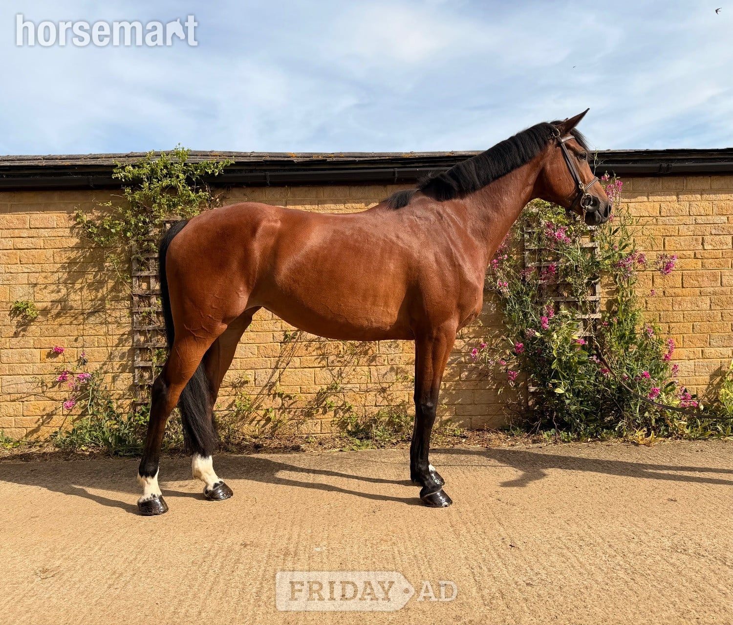 "ANNE BONNY" Bay Mare Show Jumper in Towcester