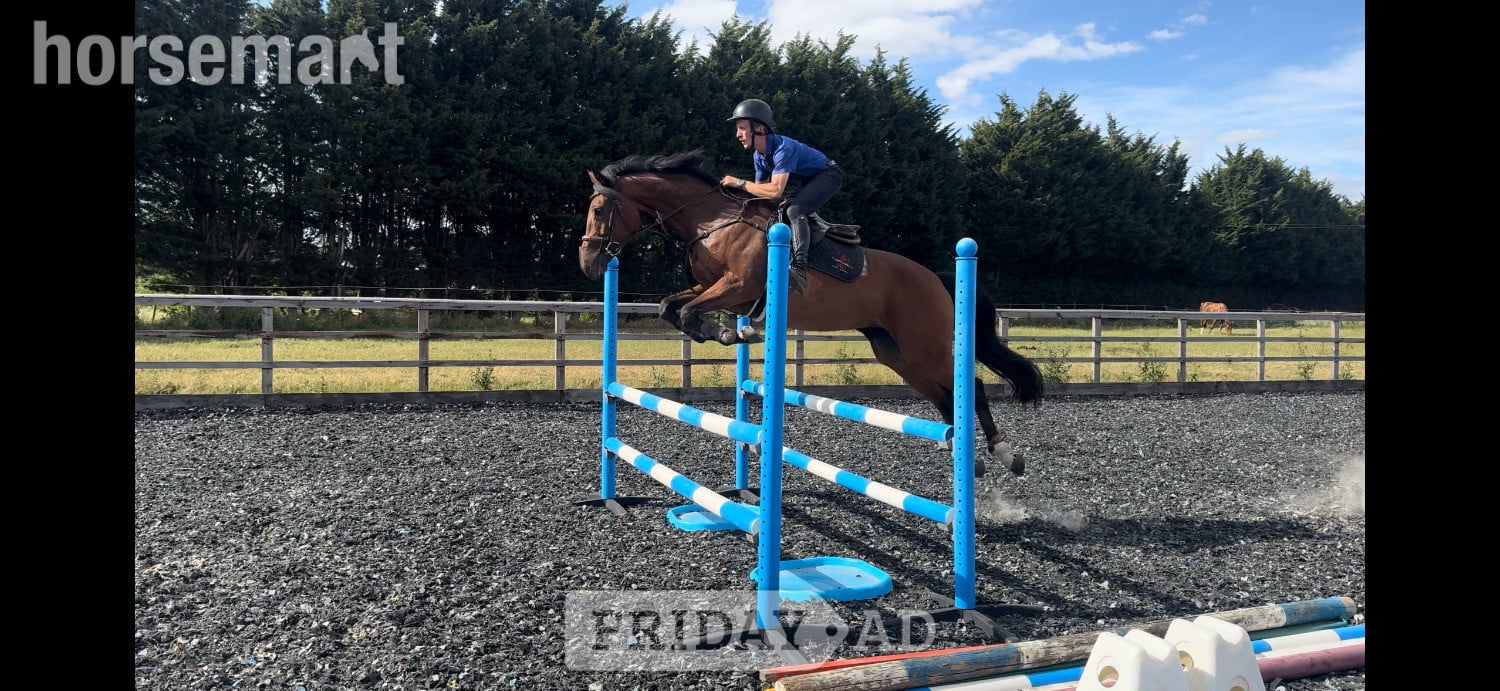 Towcester "ANNE BONNY" Bay Mare Show Jumper