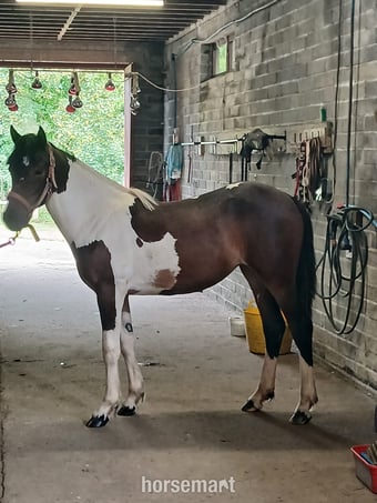 "Cassie" Skewbald Filly Young Sport Horse