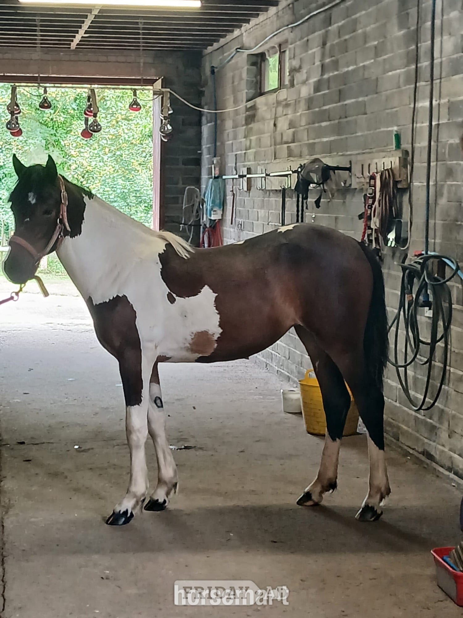 "Cassie" Skewbald Filly Young Sport Horse in Cardigan
