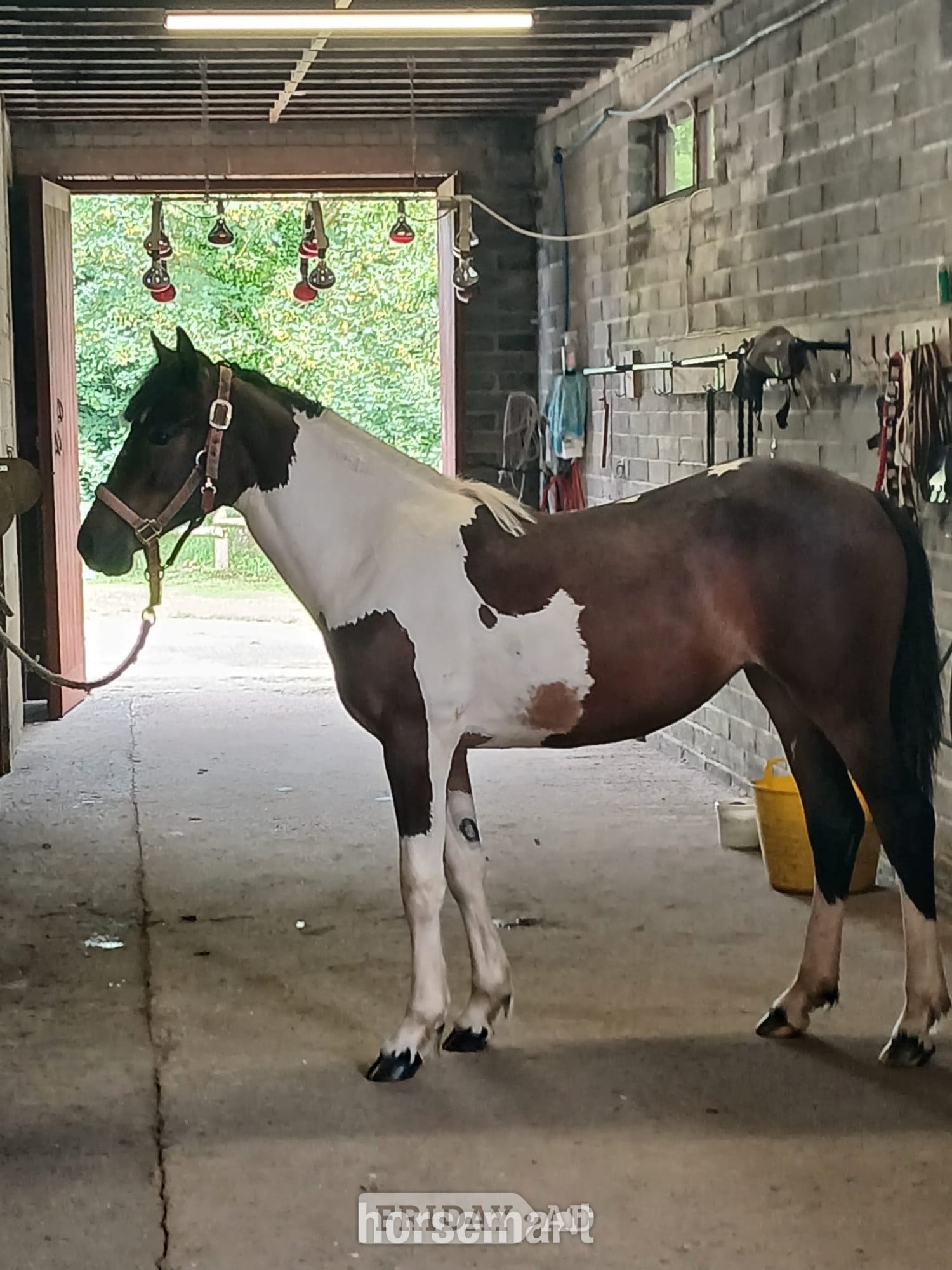 "Cassie" Skewbald Filly Young Sport Horse