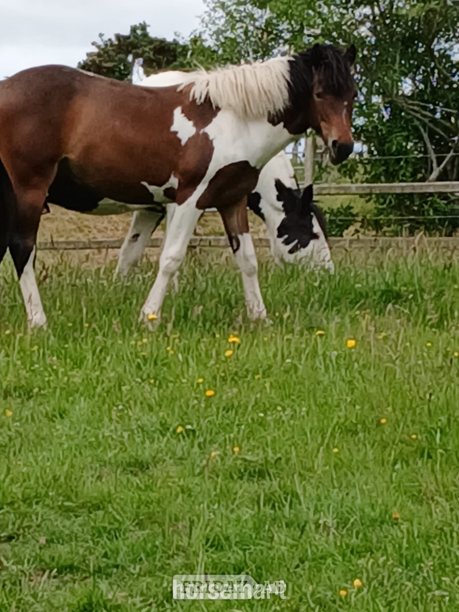 Cardigan "Cassie" Skewbald Filly Young Sport Horse