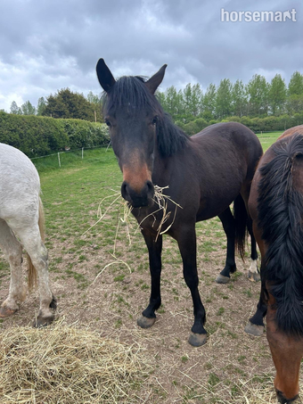 "Oakly" Dark Bay Gelding Young Sport Horse