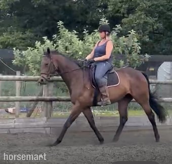 "Smithy" Dark Bay Gelding Happy Hacker