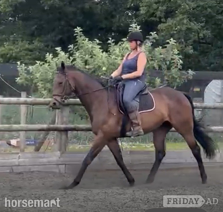 "Smithy" Dark Bay Gelding Happy Hacker in Southampton