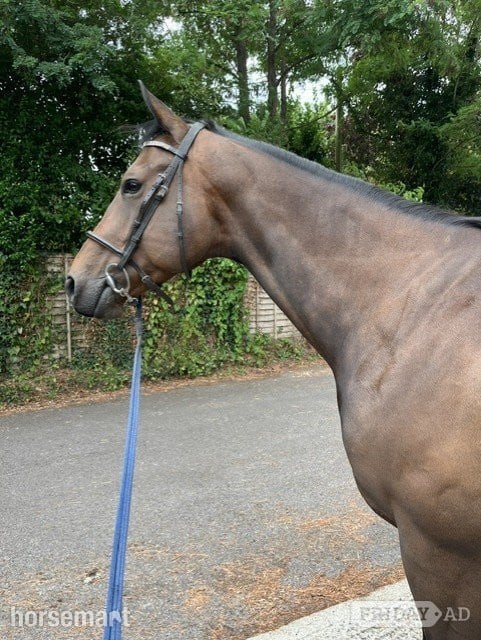 "Smithy" Dark Bay Gelding Happy Hacker