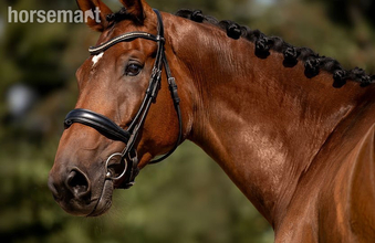 "Helios van de Holsteen Z - ESHA September Cocktail – Auction " Bay Gelding Show Jumper