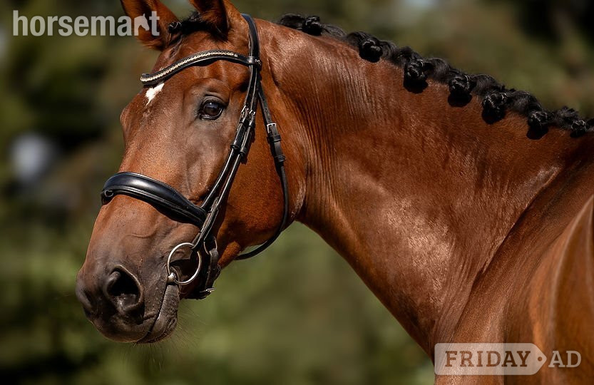"Helios van de Holsteen Z - ESHA September Cocktail – Auction " Bay Gelding Show Jumper in Dover