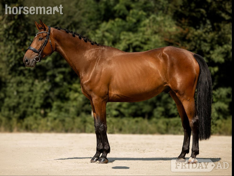 "Helios van de Holsteen Z - ESHA September Cocktail – Auction " Bay Gelding Show Jumper