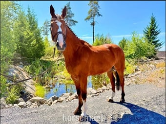 "Randy LBM - ESHA August Cocktail – Auction " Bay Gelding Show Jumper