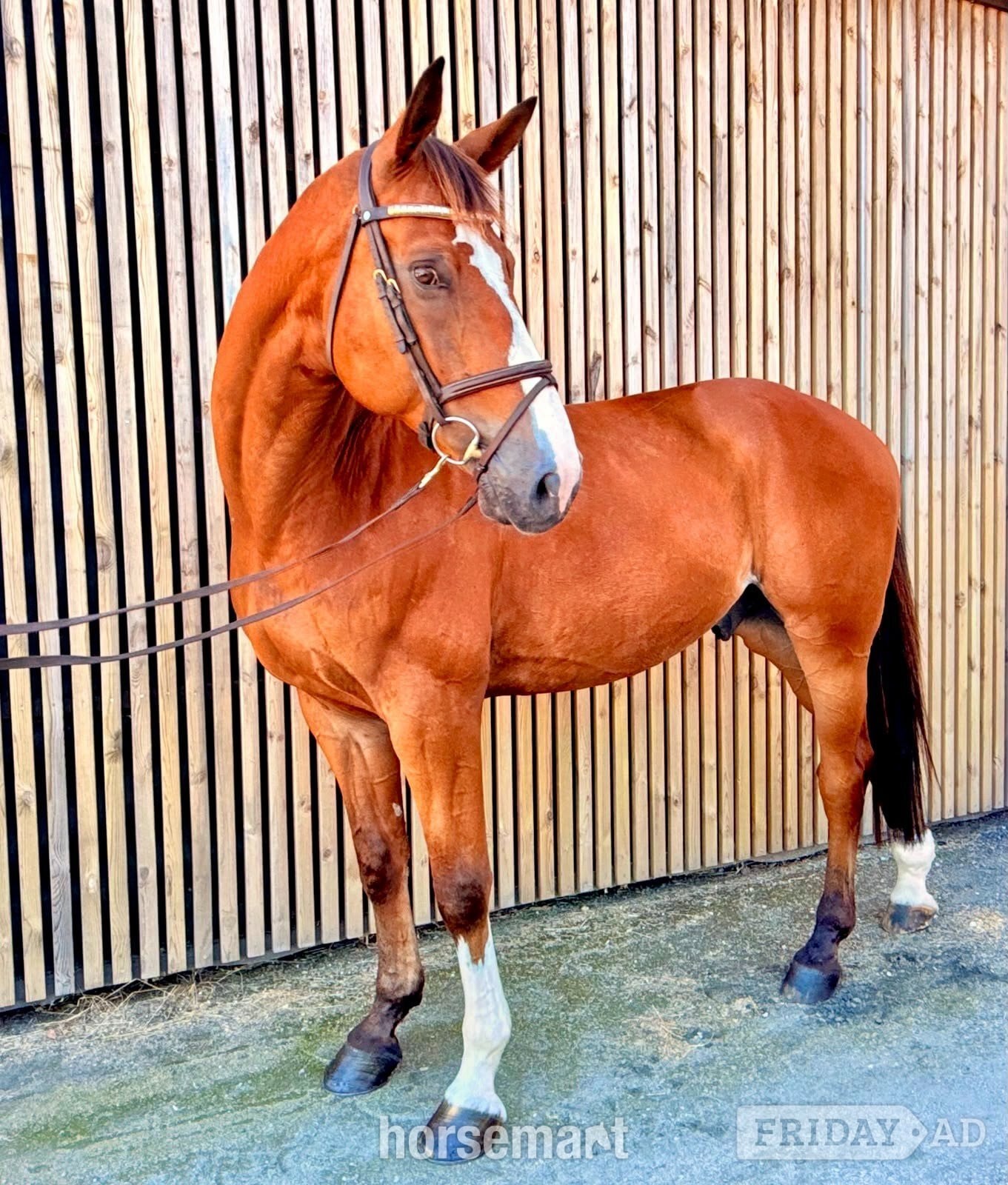 "Randy LBM - ESHA August Cocktail – Auction " Bay Gelding Show Jumper