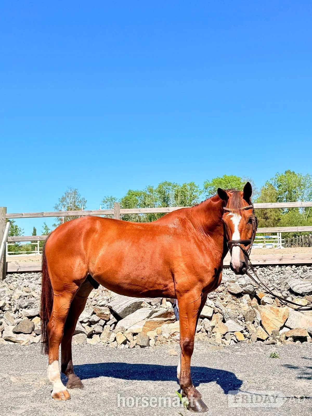 Dover "Randy LBM - ESHA August Cocktail – Auction " Bay Gelding Show Jumper