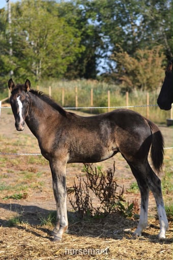 "Diamante Silva" Black Filly Youngstock / Foal