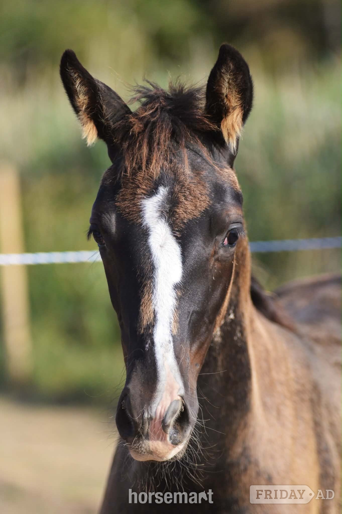 "Diamante Silva" Black Filly Youngstock / Foal
