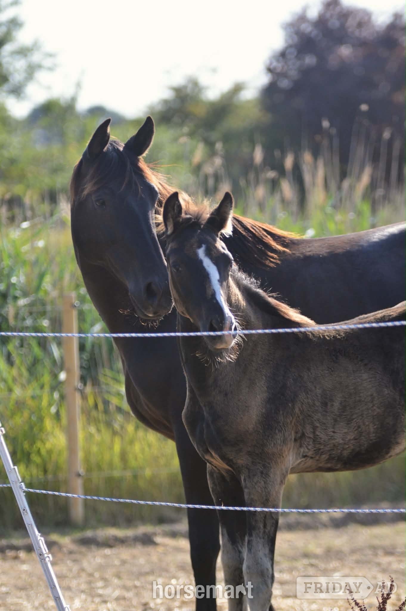 "Diamante Silva" Black Filly Youngstock / Foal - Horses in Gedney Hill
