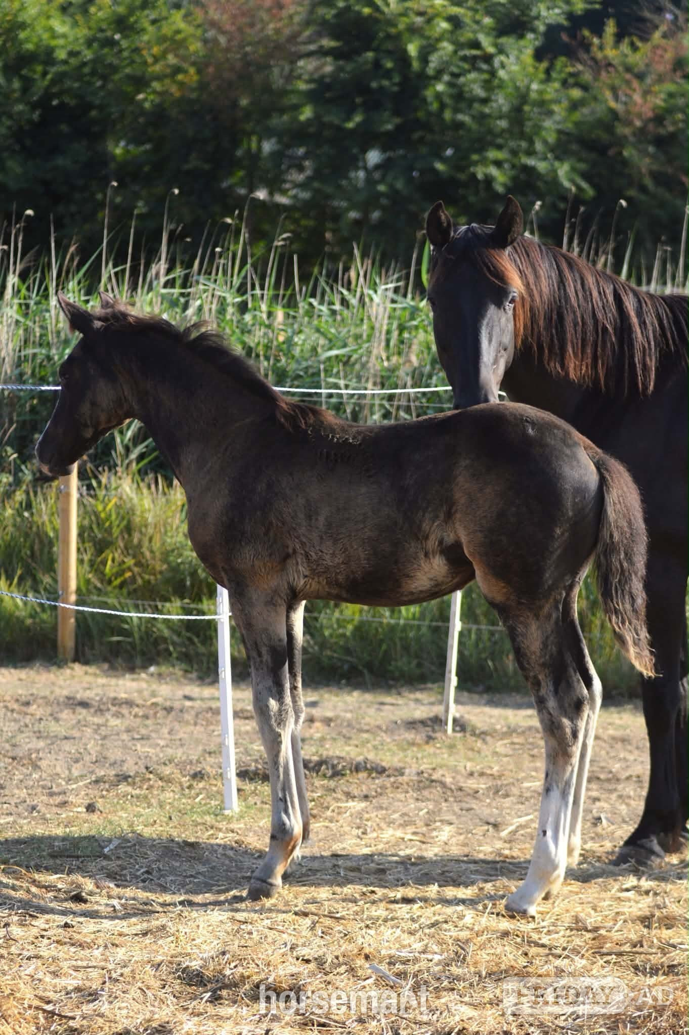 "Diamante Silva" Black Filly Youngstock / Foal - Horses