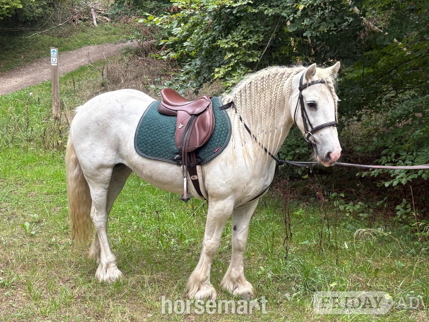 "Annie " Grey Mare Cob/Heavy Horse in Tring