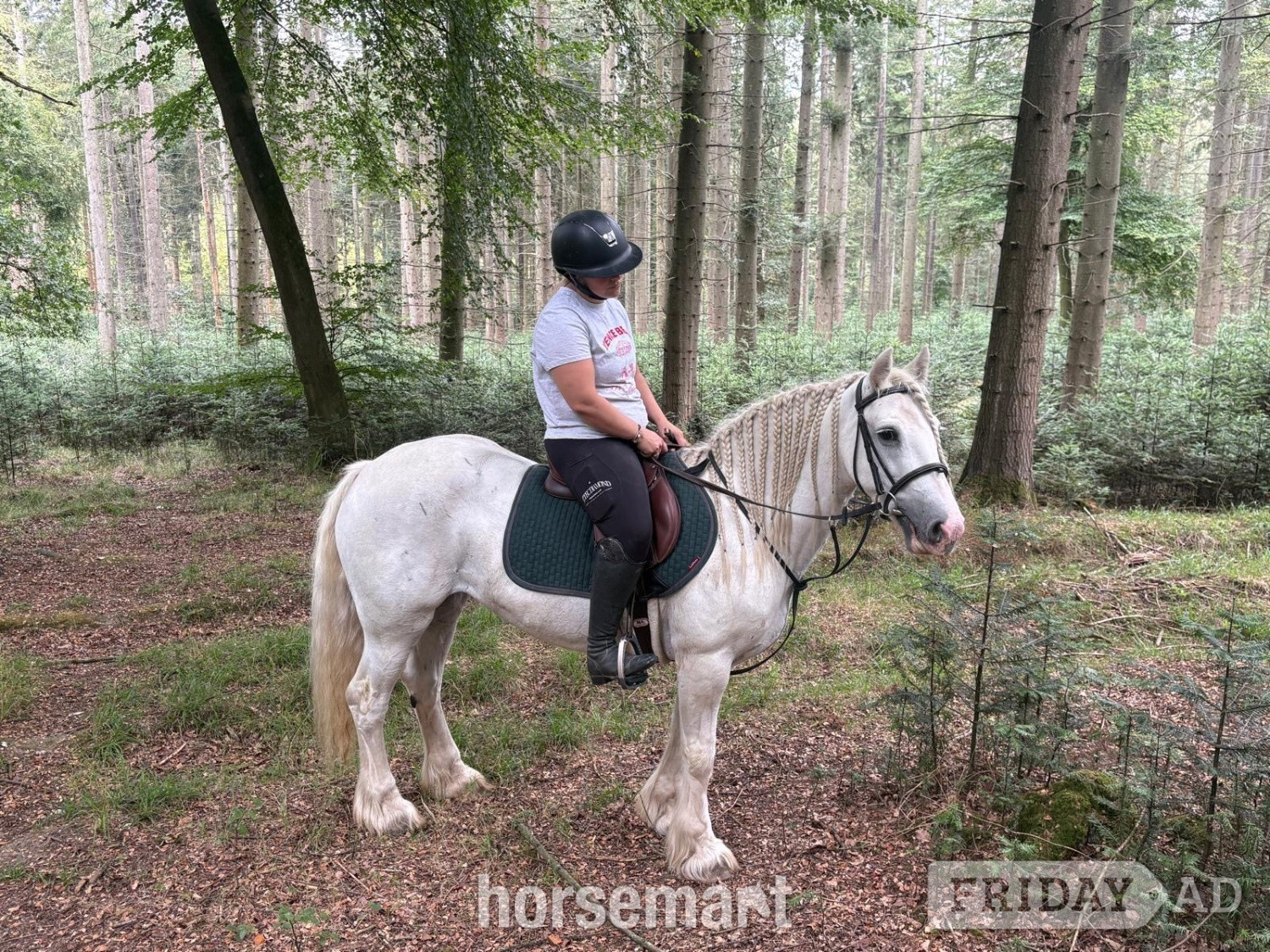 "Annie " Grey Mare Cob/Heavy Horse