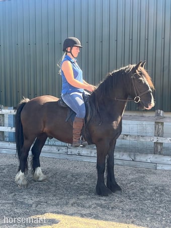 "Rodger" Black Gelding All Rounder