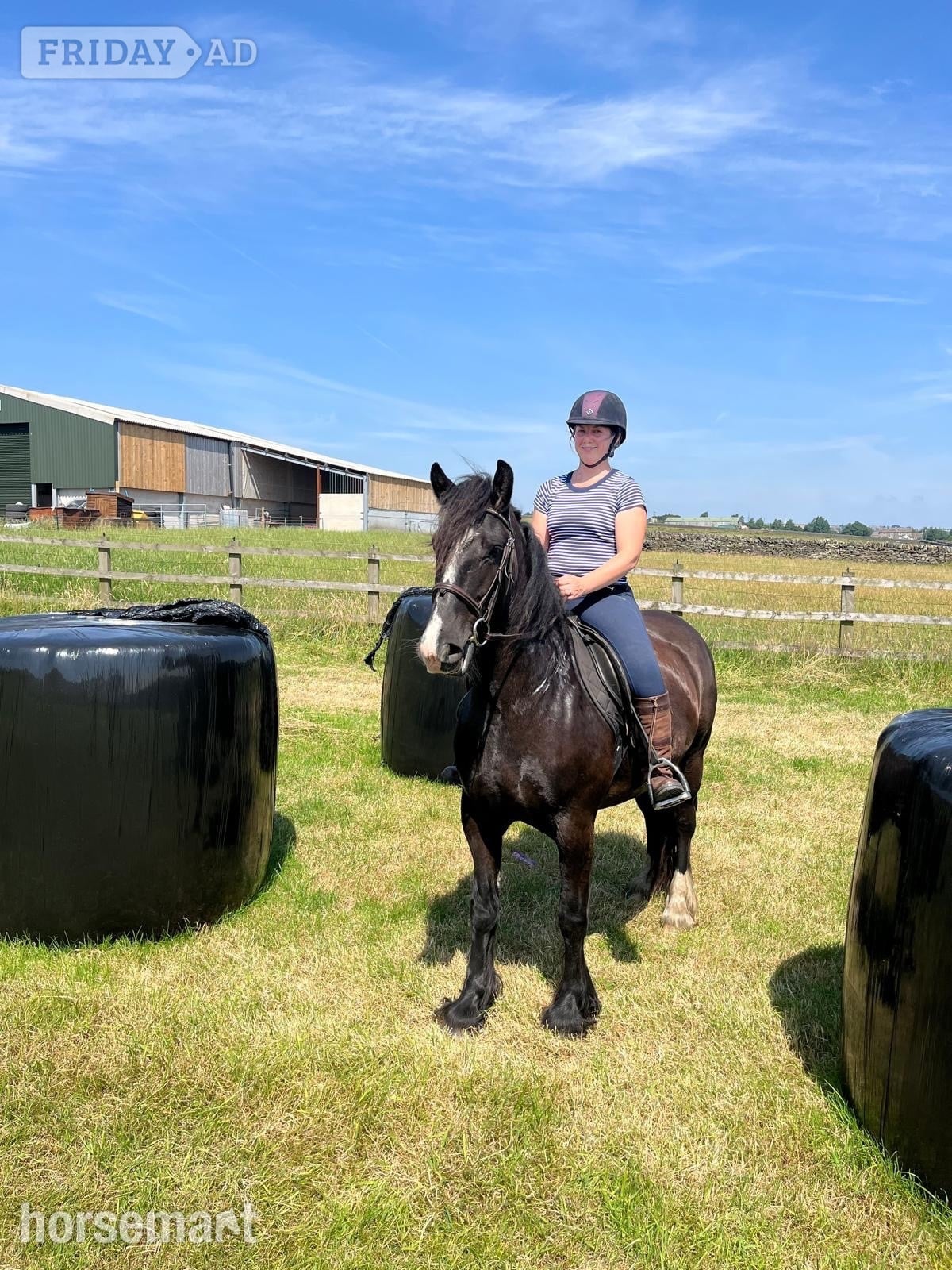 "Rodger" Black Gelding All Rounder
