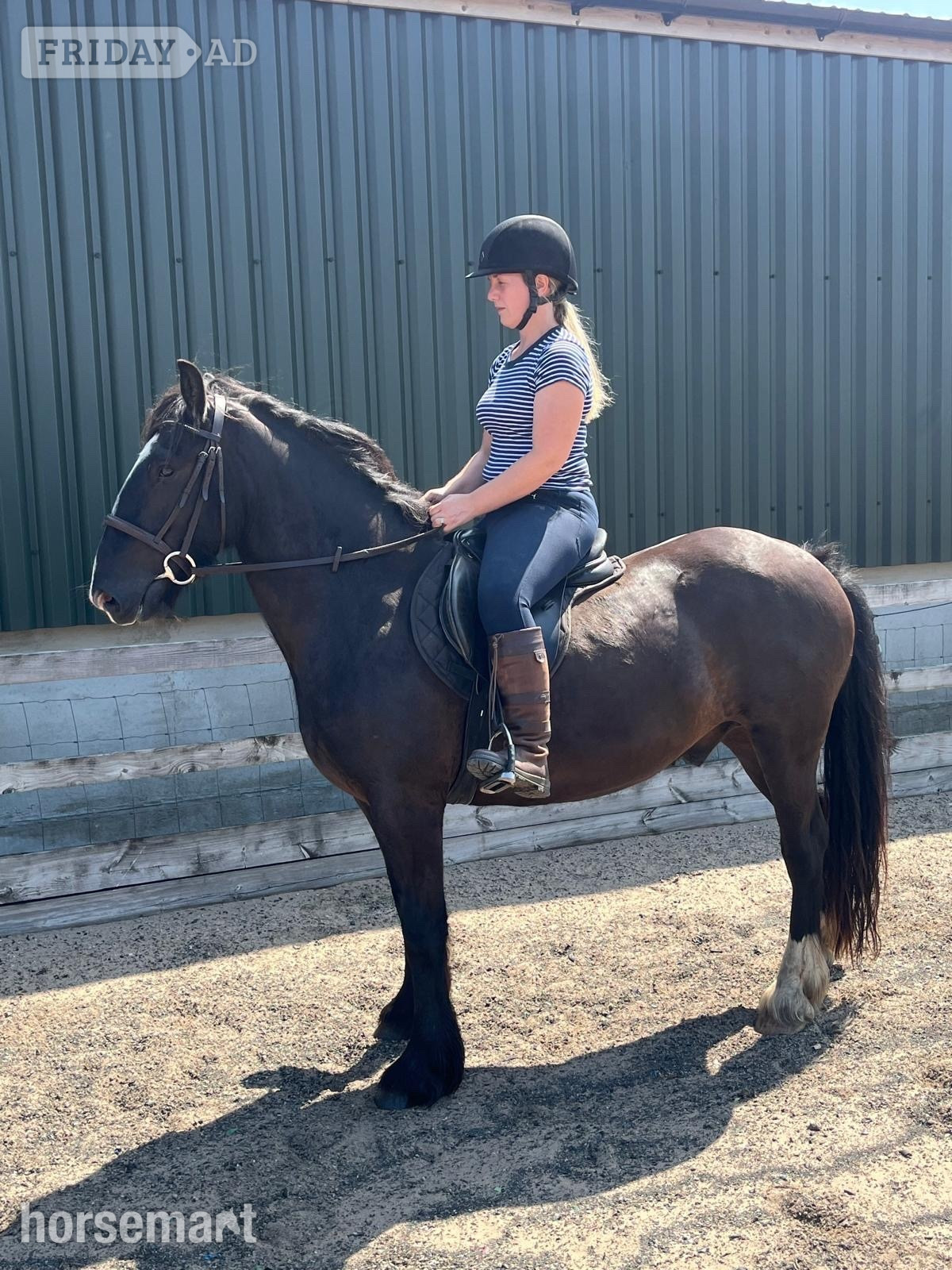 "Rodger" Black Gelding All Rounder - Horses in Holmfirth
