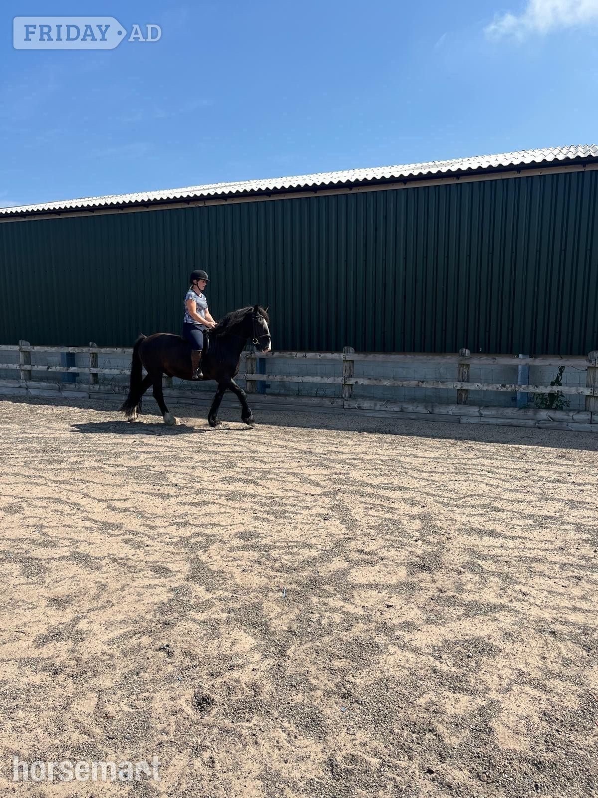 "Rodger" Black Gelding All Rounder - Horses