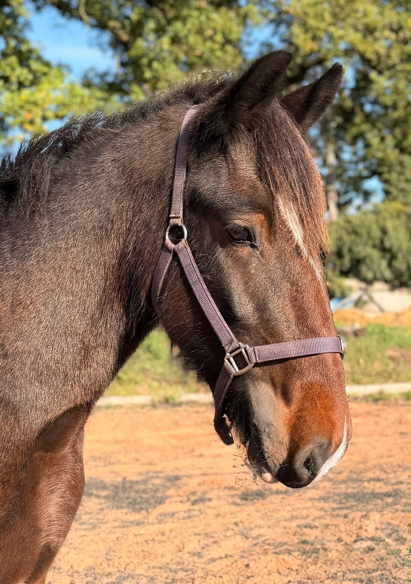 "Shark " Bay Gelding Cob/Heavy Horse