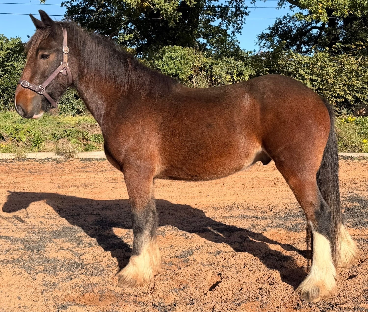 Wolverhampton "Shark " Bay Gelding Cob/Heavy Horse